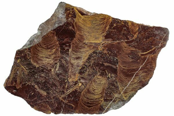 A polished slab of a columnar stromatolite (Jurusania cylindrica) from the Bashkortostan region of Russia. 